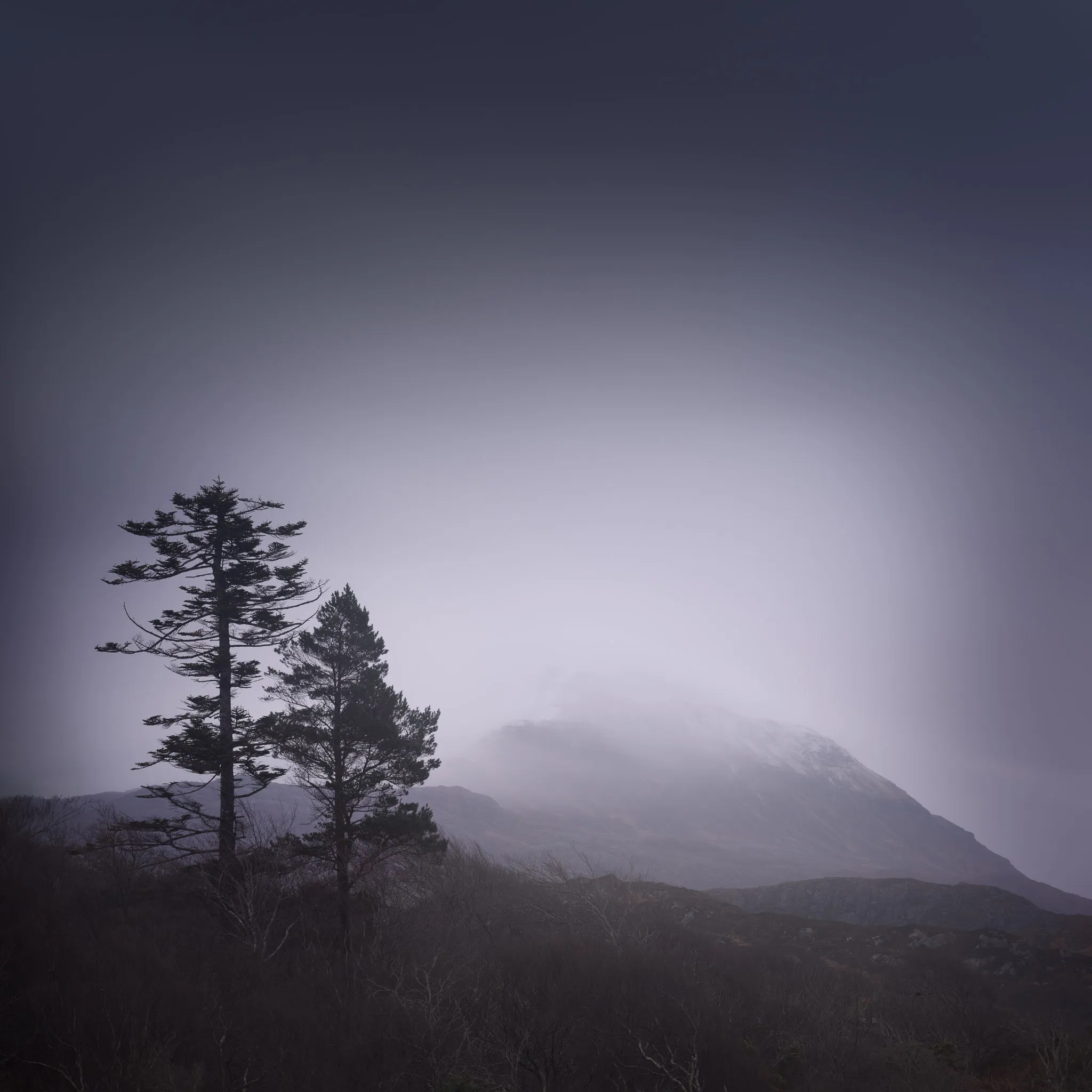 Two dark pines silhouetted against a fog-shrouded mountain in cool, moody light