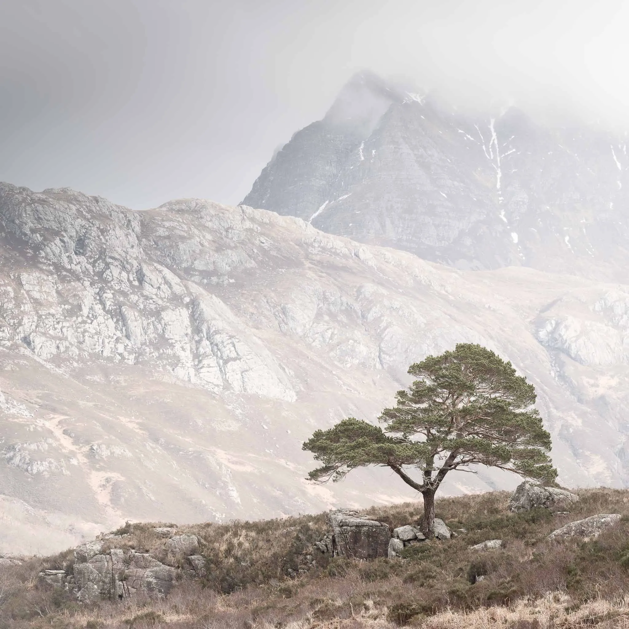A lone Scots pine on a moorland knoll below a pale, mist-shrouded mountain face