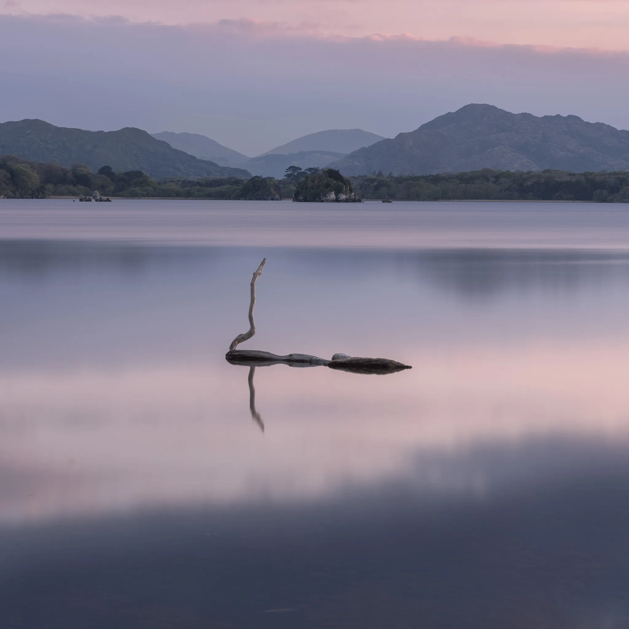 A bare, twisted branch mirrored in a still lake at dawn, soft pink sky over distant Kerry mountains