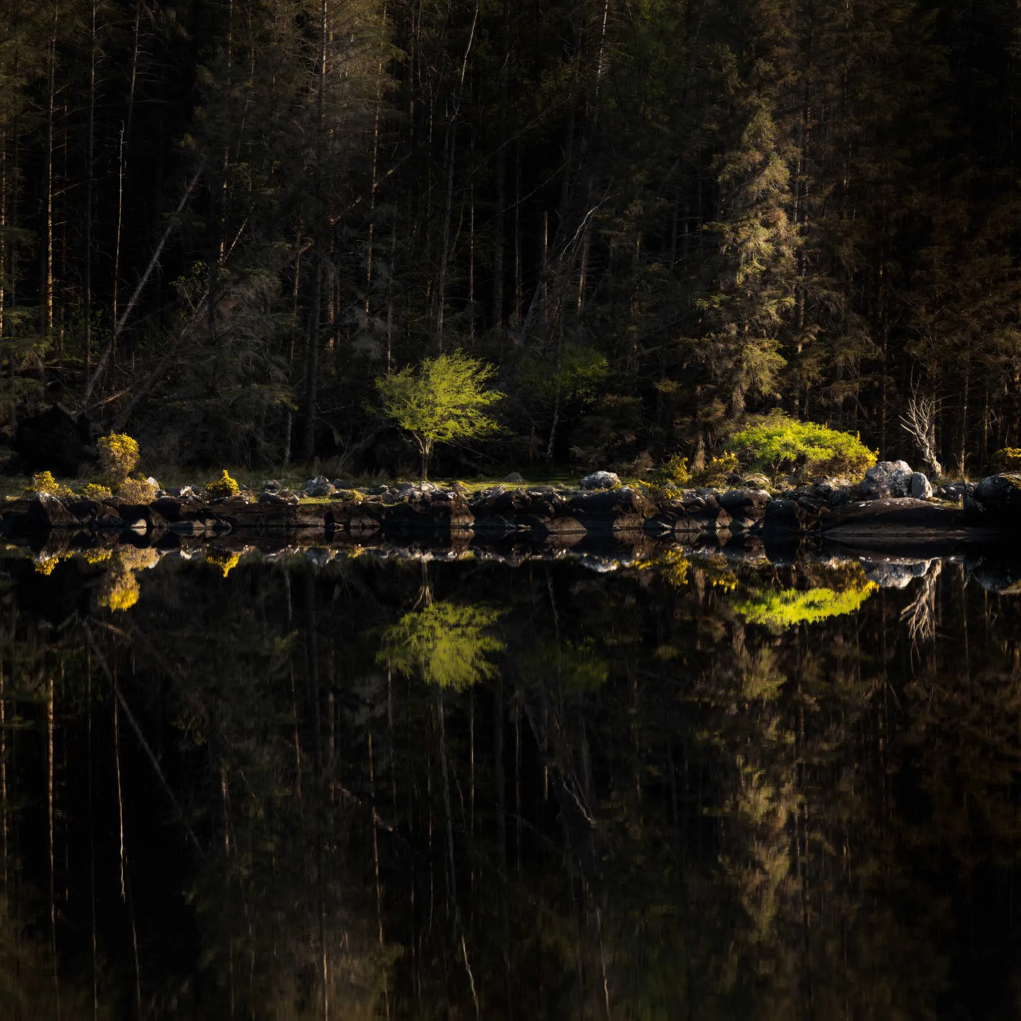 A single sunlit green tree glowing against a dark forest edge, mirrored in a still black lake