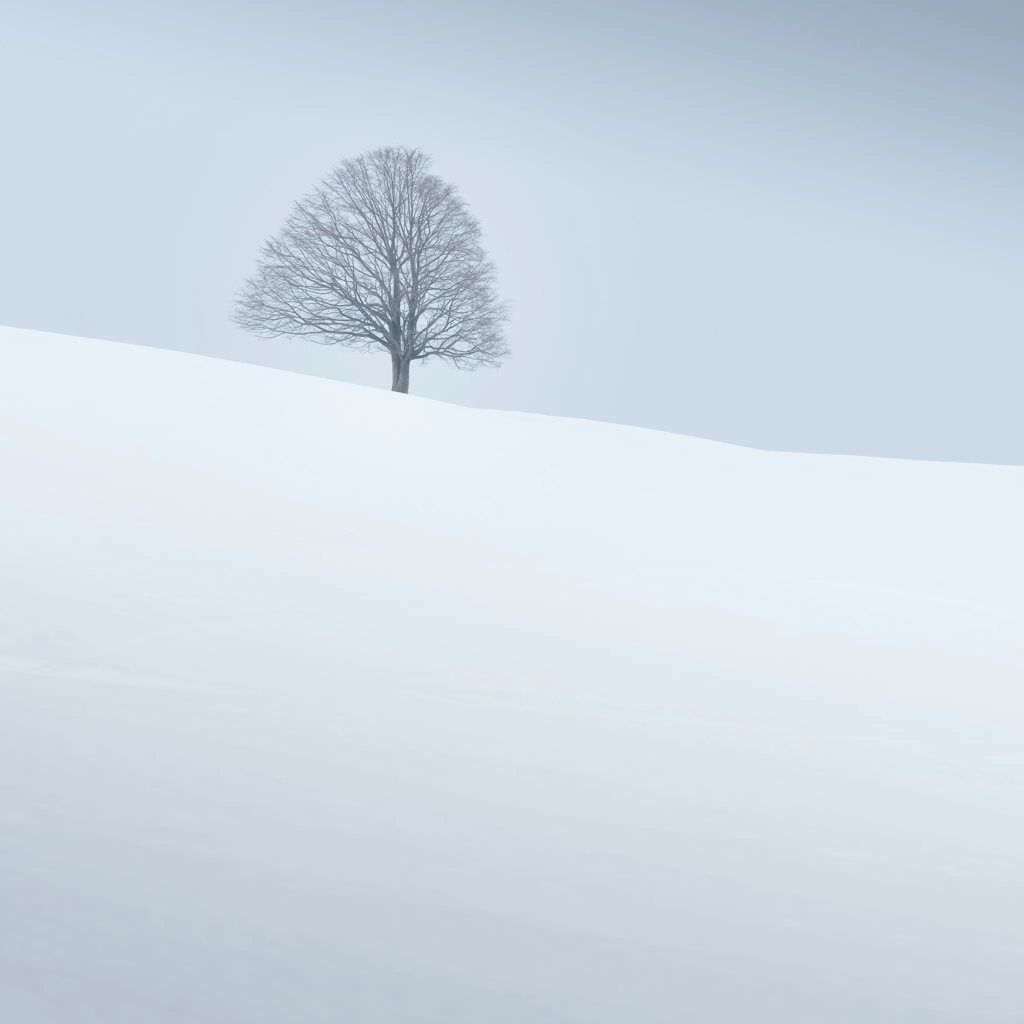 A single bare broadleaf tree on a smooth white snow slope in soft fog