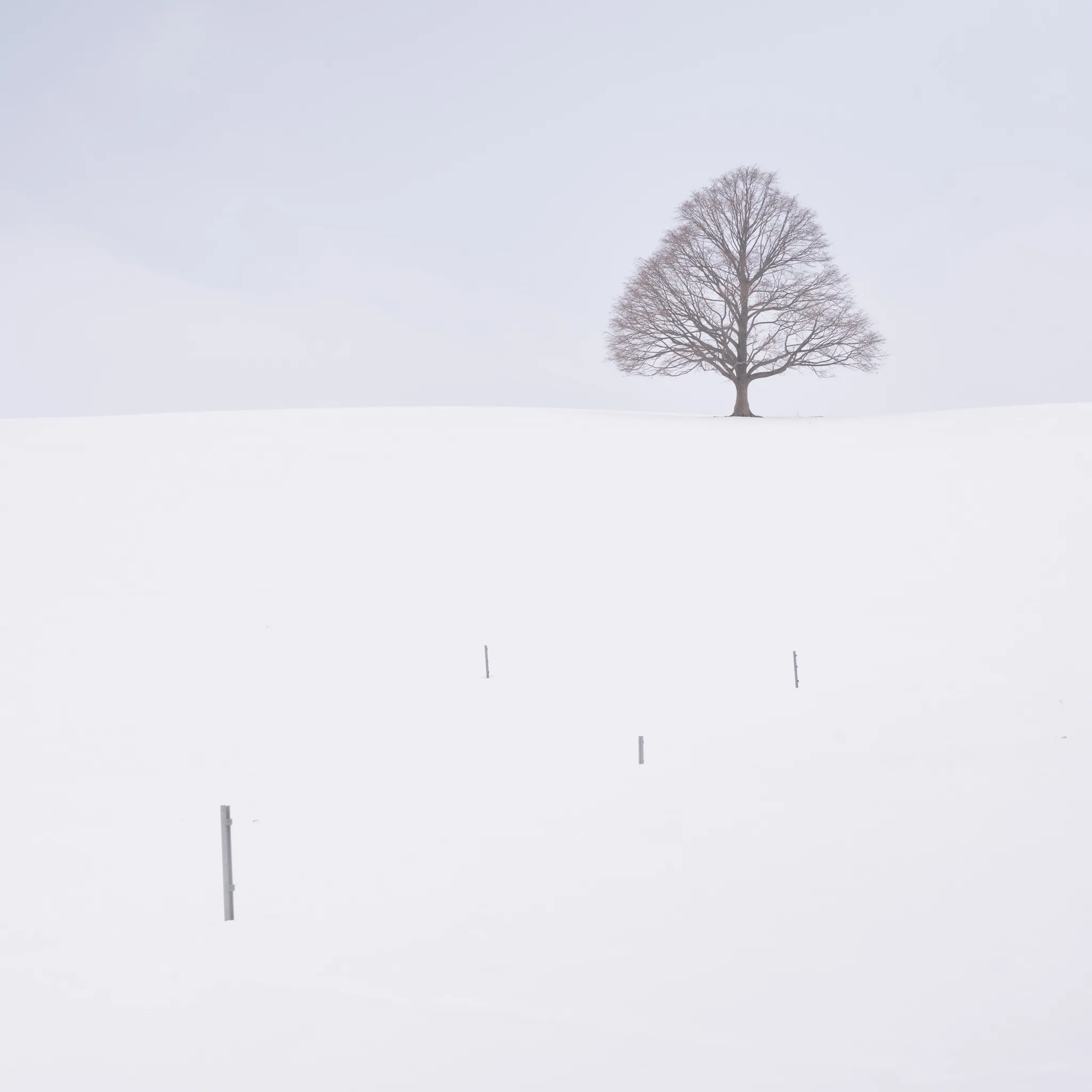 A lone bare tree on a vast snowfield with faint snow-covered fence posts