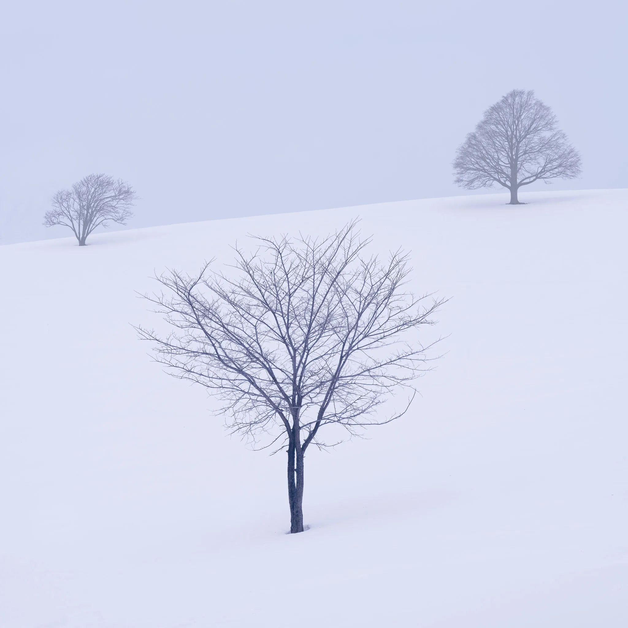 Three bare trees of varying size scattered across a foggy white snow slope