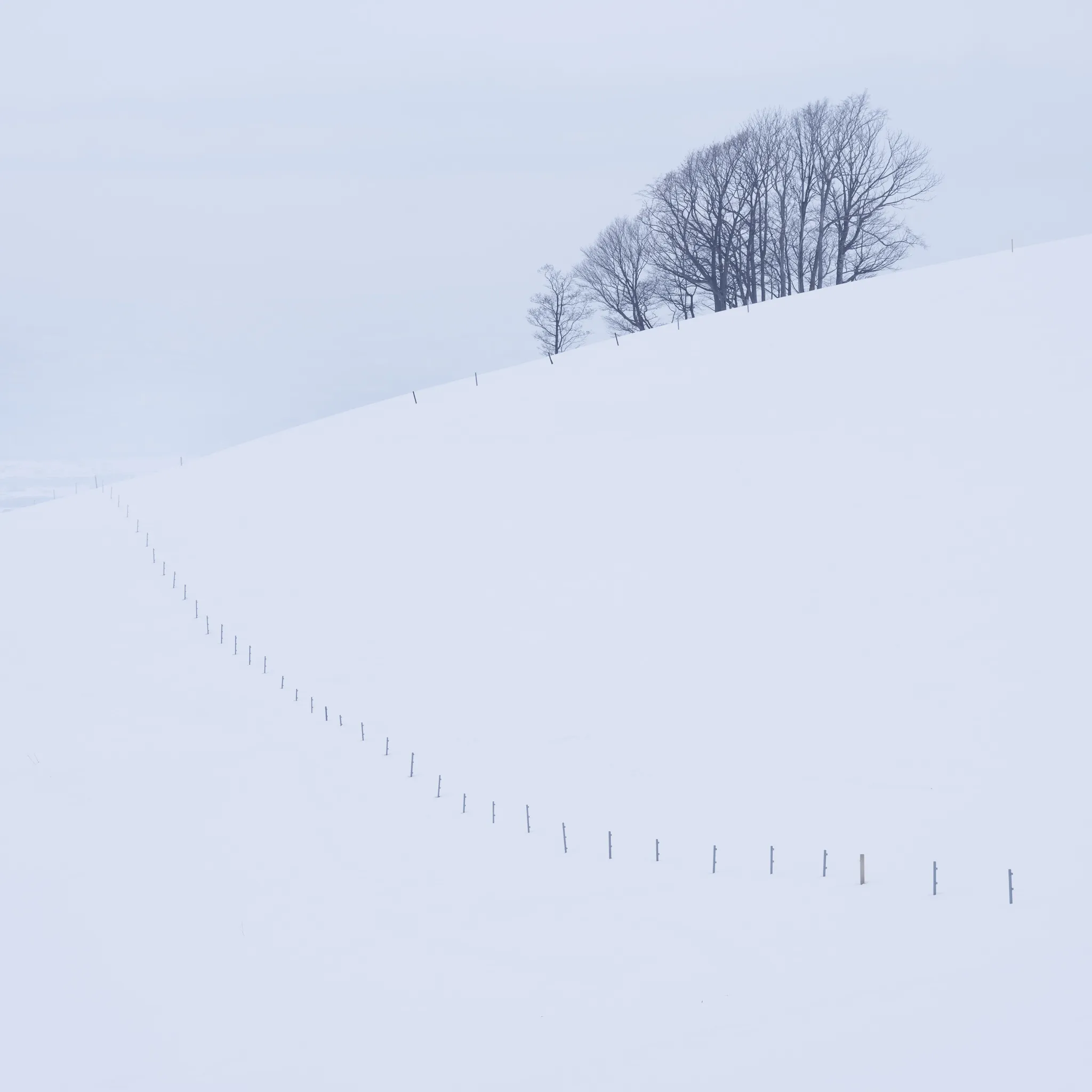 A cluster of bare trees on a ridge above a long snow-covered fence line receding into fog