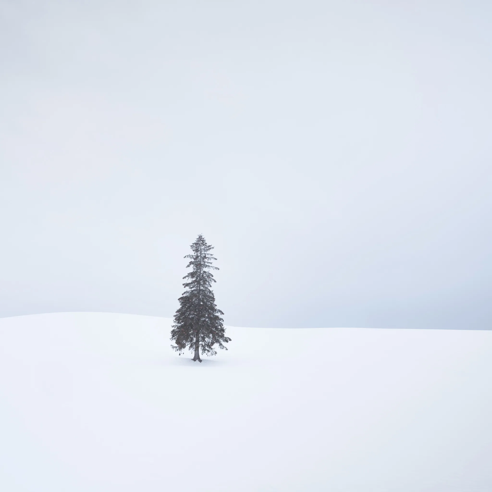 A single snow-dusted conifer standing alone on a white snow field