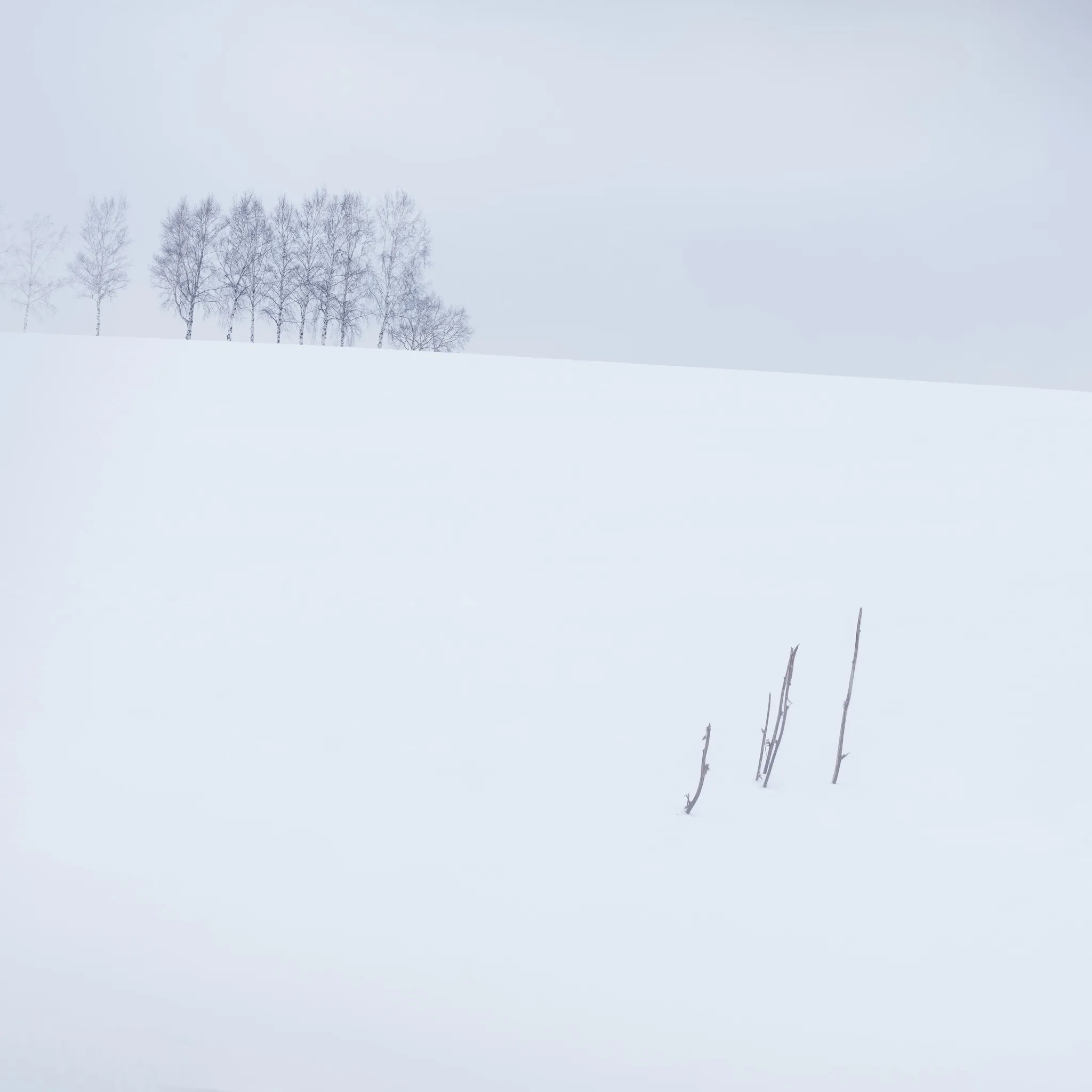 A row of bare birch trees on a ridge with a few dead branches poking through deep snow