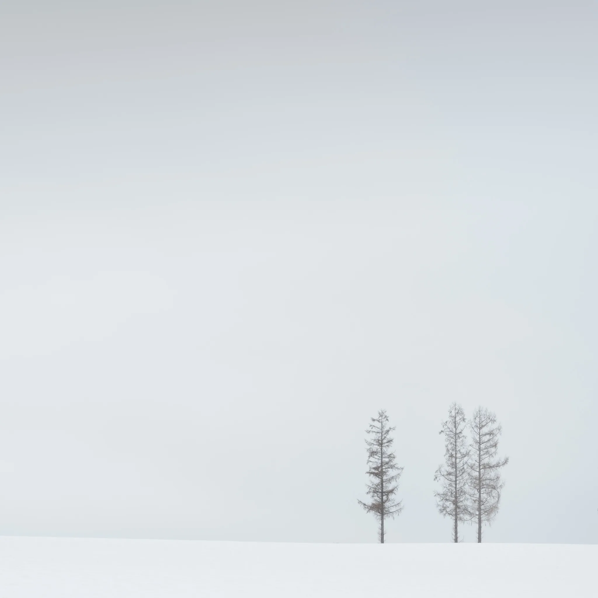 Three slender larch trees on a snow slope in soft fog