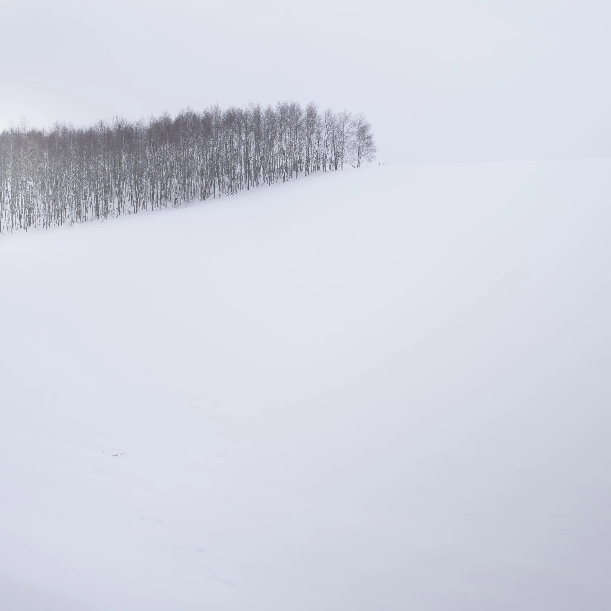 A dense stand of bare birch trees along a snowy hillside fading into white