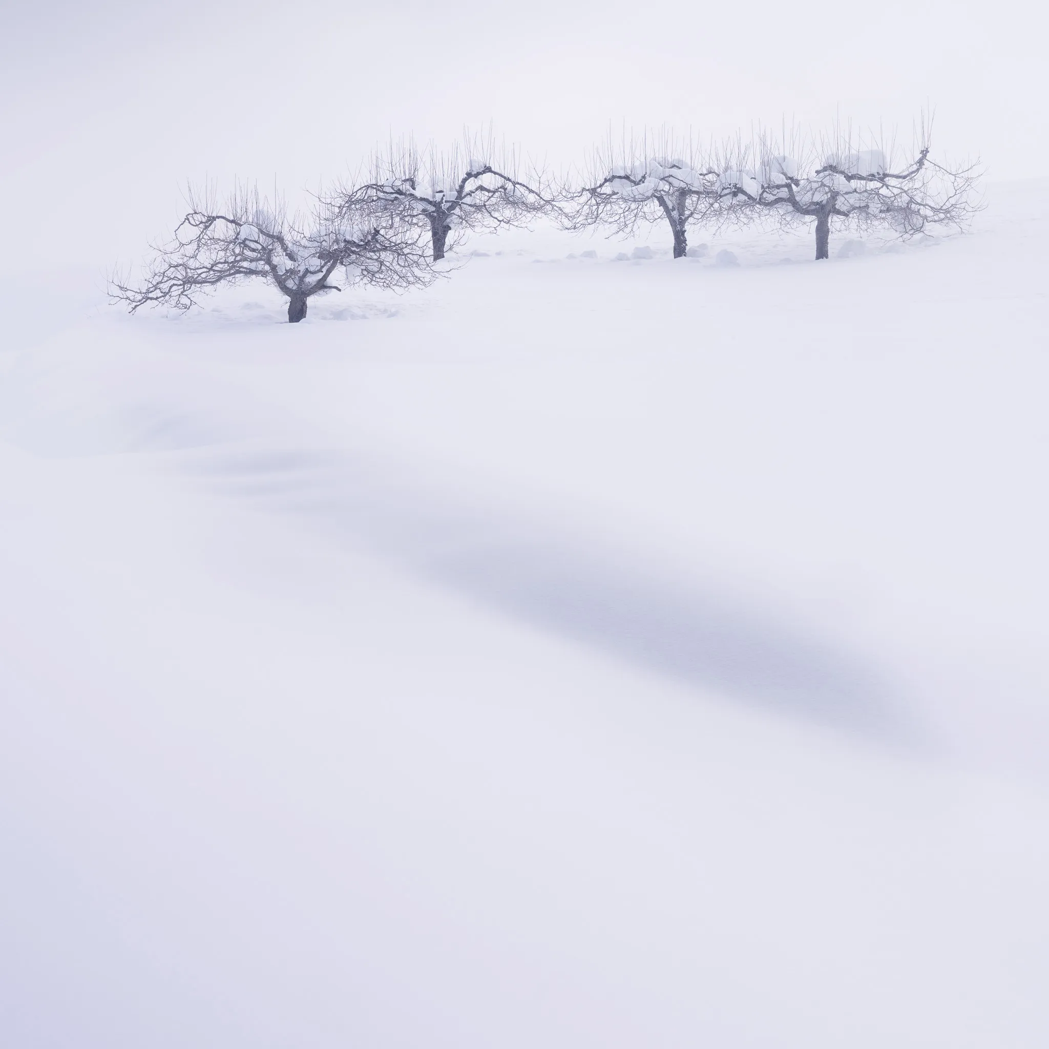 A row of gnarled, snow-laden orchard trees on a white slope with sculpted snow drifts