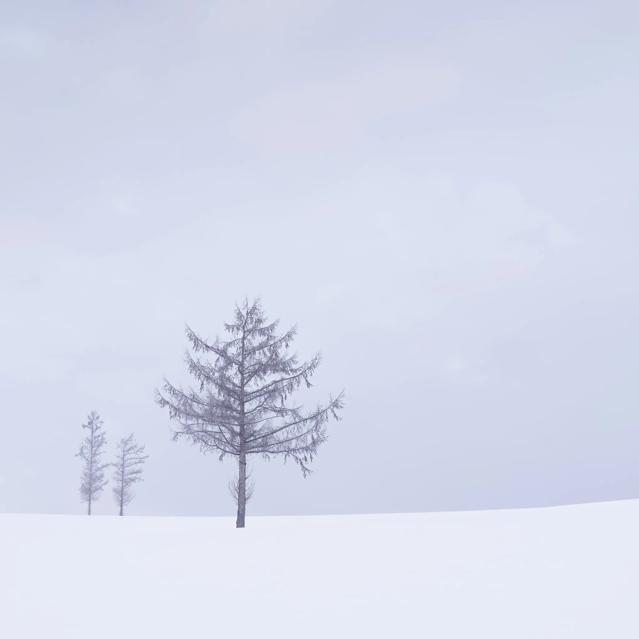 A slender larch in soft fog with two fainter bare larches to its left on white snow