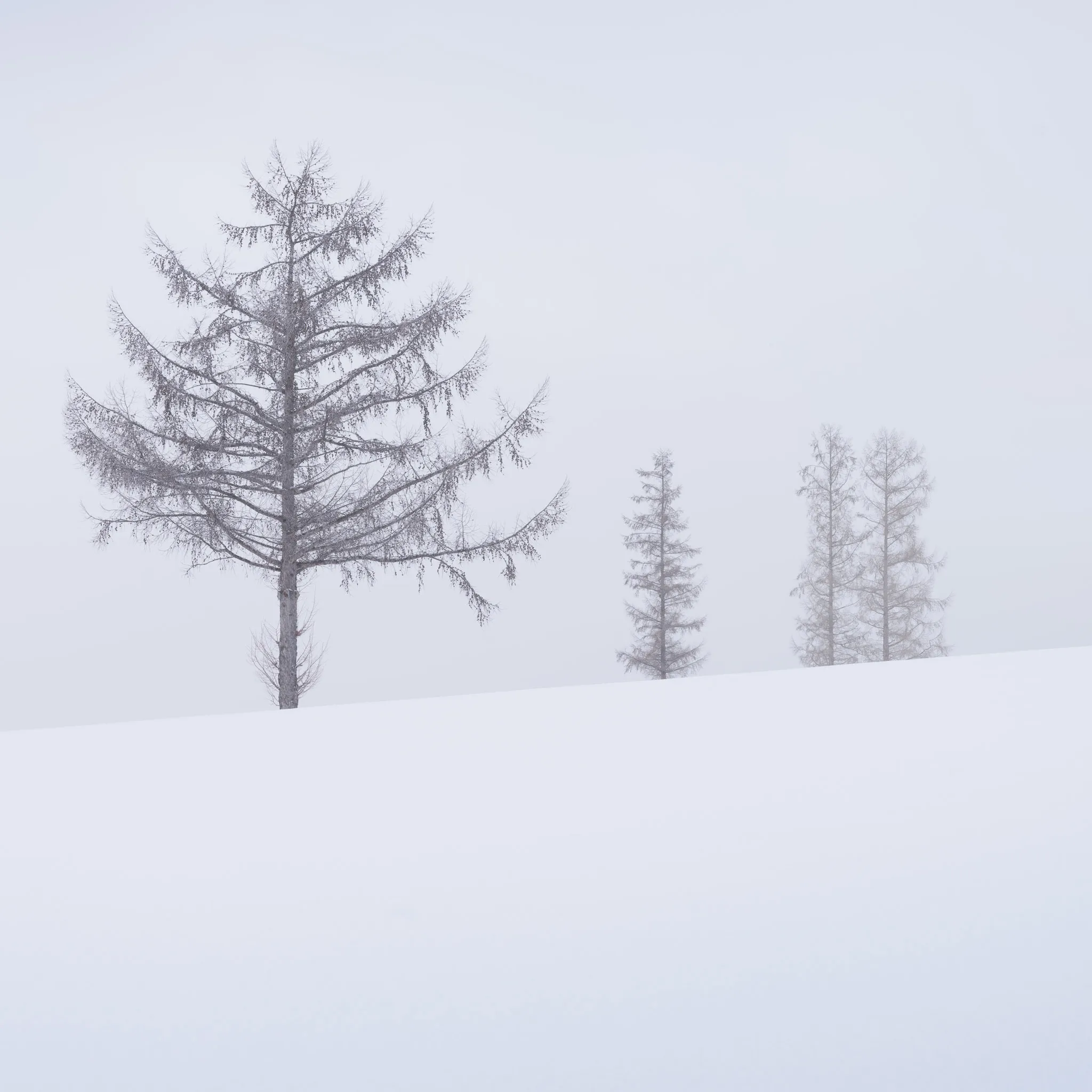 A large bare larch on the left and three smaller misty conifers along a snow ridge