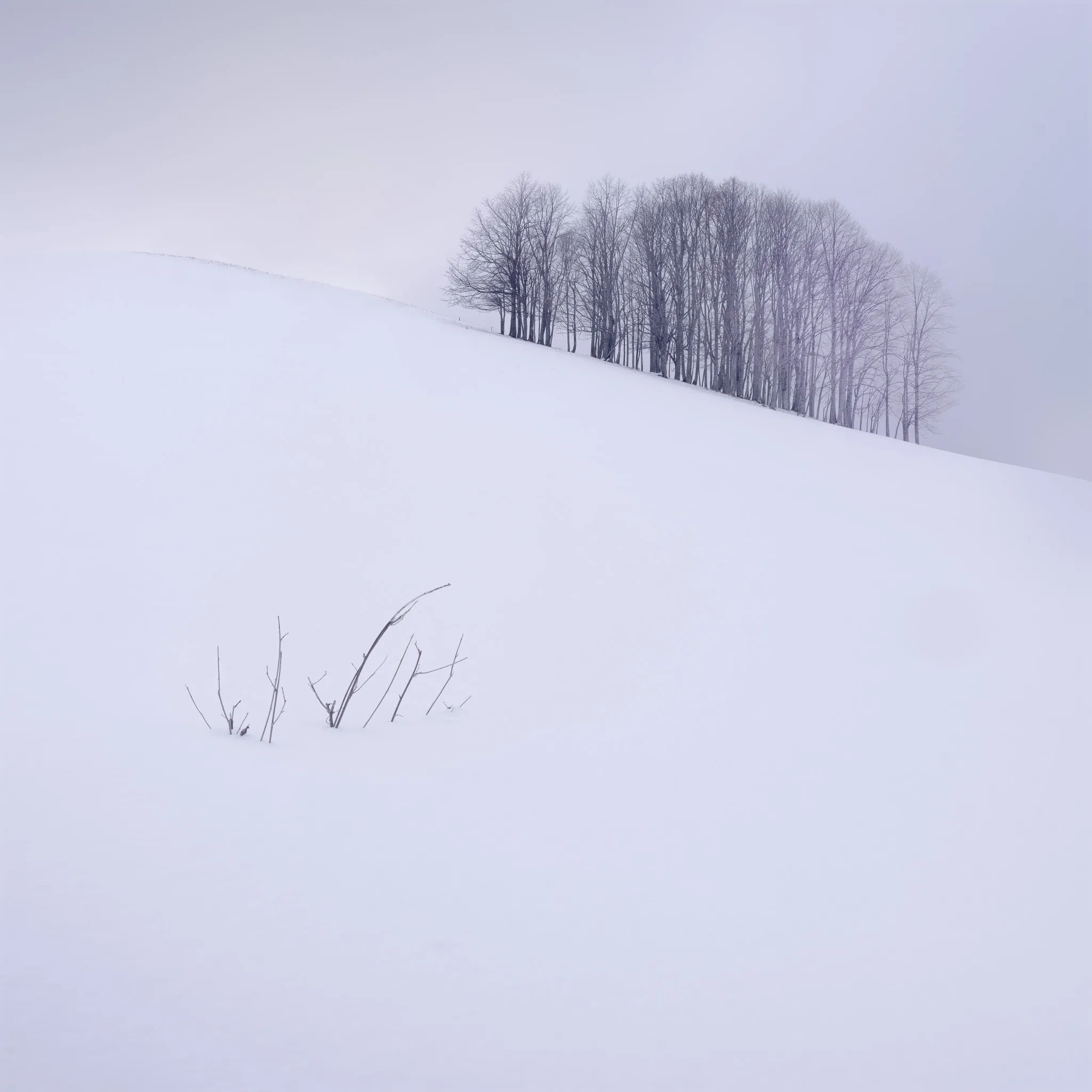 A dense stand of bare trees crowning a snowy slope, a few thin twigs poking through the foreground snow