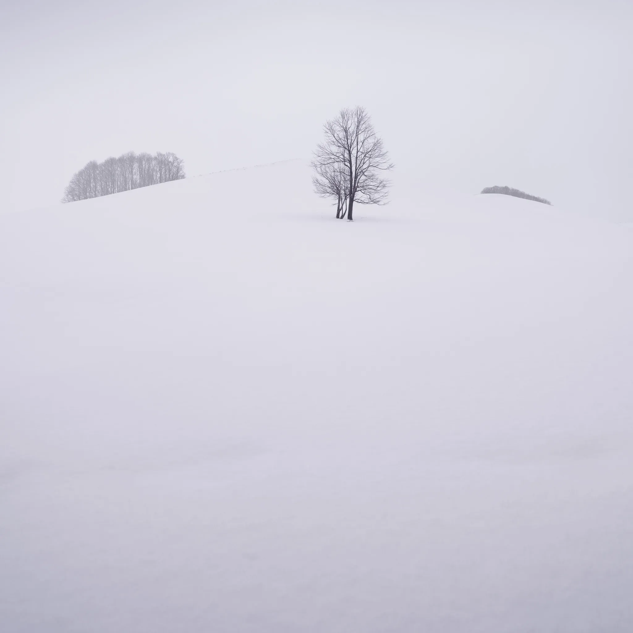 A single bare broadleaf tree on a white snow rise between two faint copses in the mist
