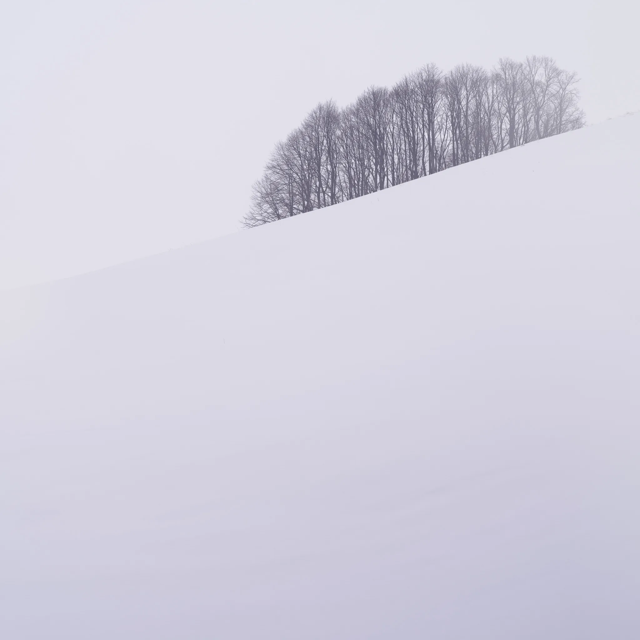 A row of bare trees running along a diagonal snowy ridge against a soft white sky