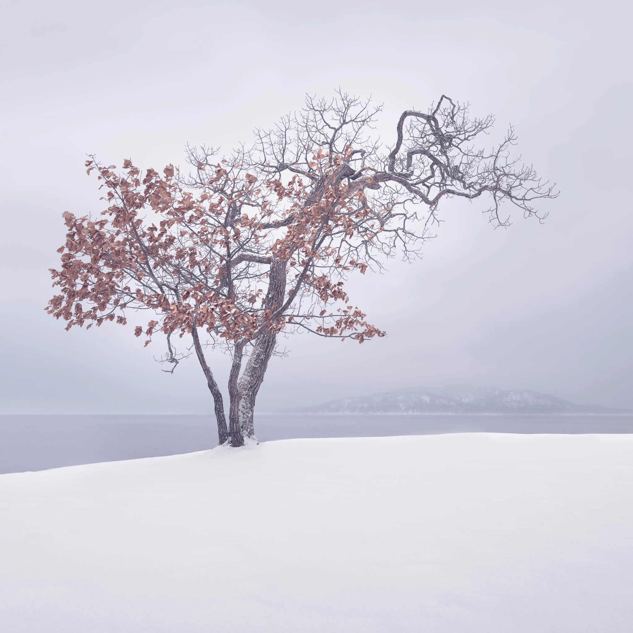 A twin-trunked tree still clinging to coppery brown leaves beside a frozen lake with faint hills beyond