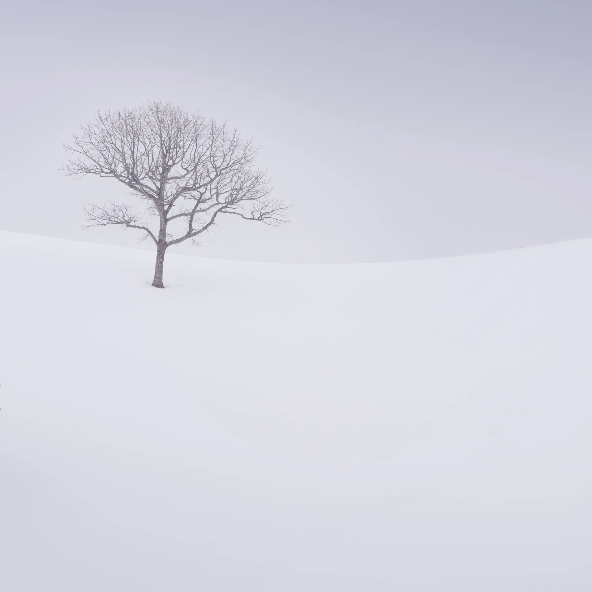 A single bare tree on a gently curving white snow slope in soft fog