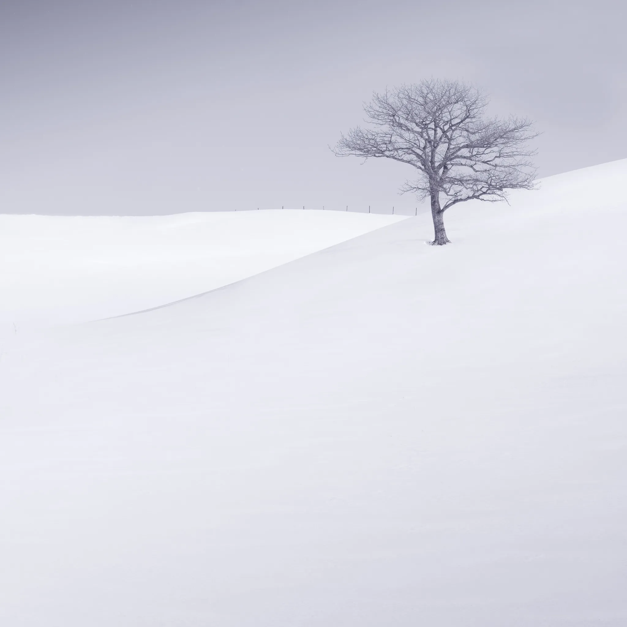 A bare tree on a snow rise with a faint fence line receding across a smooth white slope