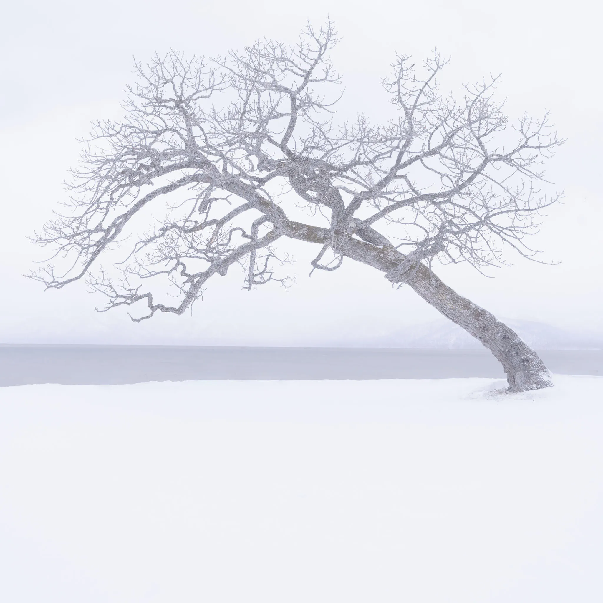 A frost-covered tree bent low over a frozen lake, misty mountains faint on the horizon