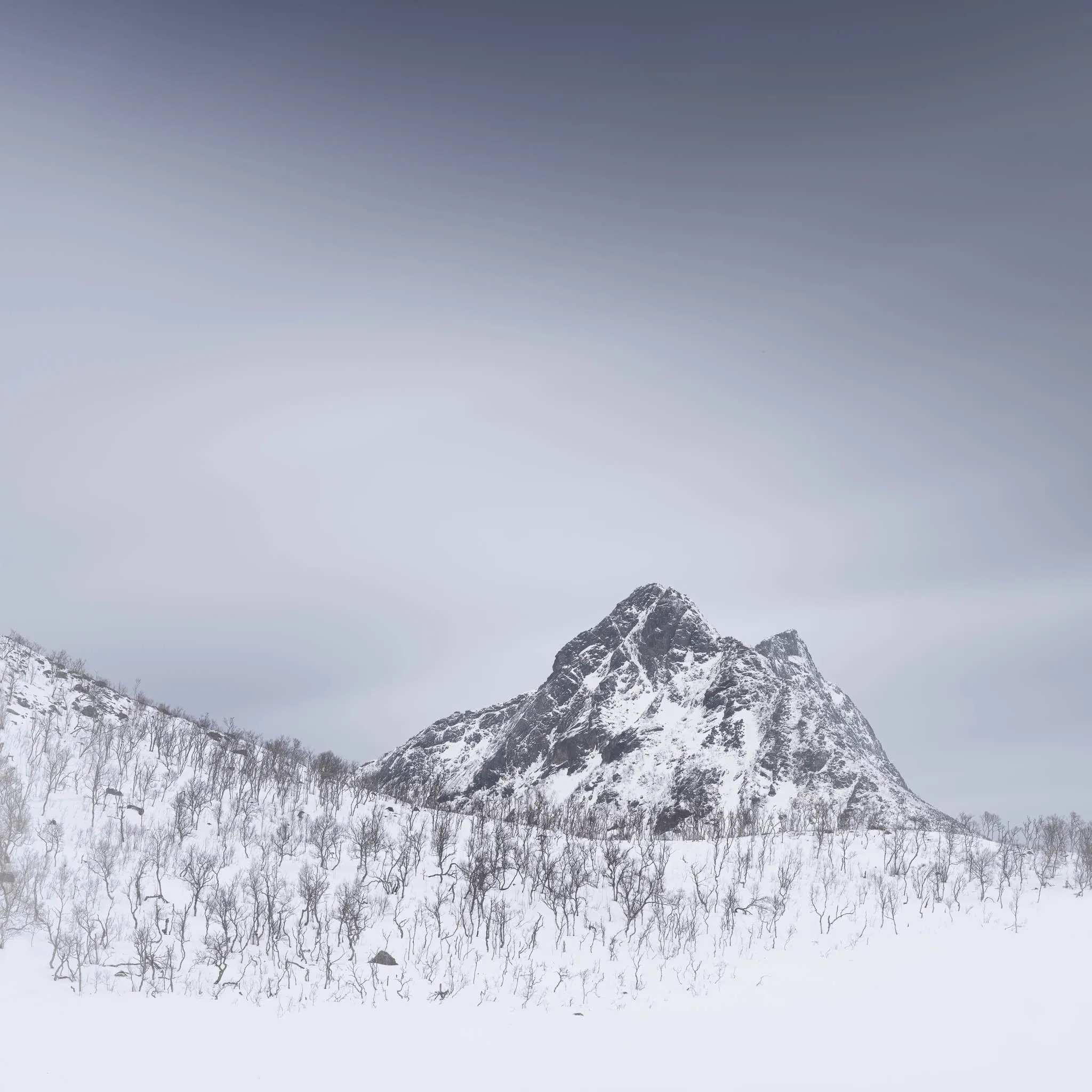 A dark rocky summit rising over a slope of bare birch trees under a grey winter sky