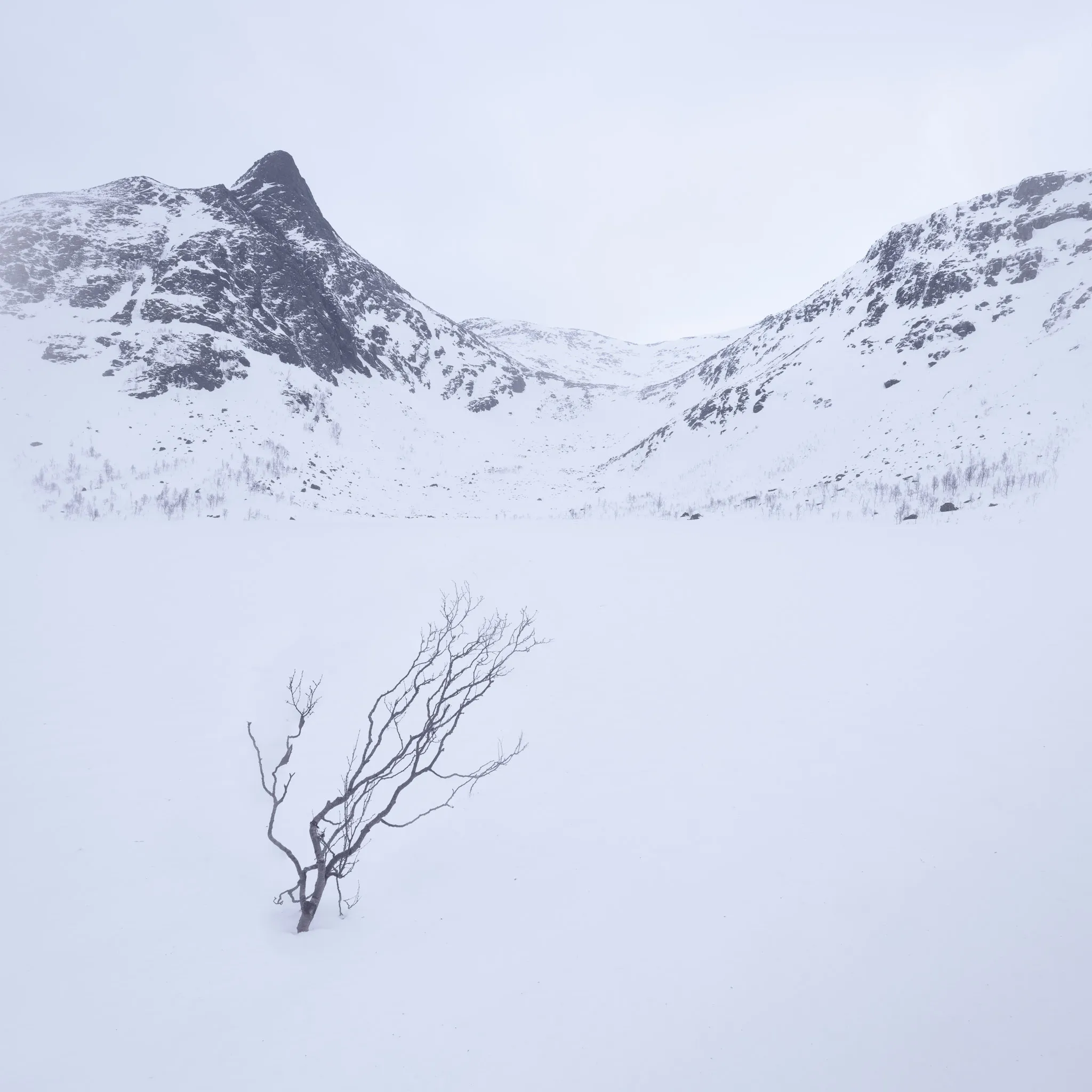 A lone wind-bent bare tree on a snowfield beneath misty mountains